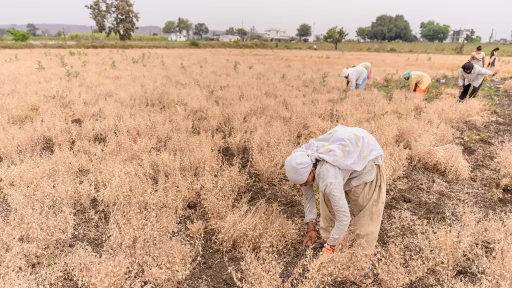 प्रतीकात्मक तस्वीर: आलीराजपुर में कम बारिश
