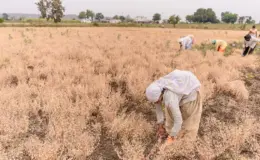 प्रतीकात्मक तस्वीर: आलीराजपुर में कम बारिश