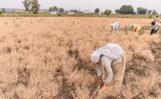प्रतीकात्मक तस्वीर: आलीराजपुर में कम बारिश