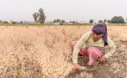 प्रतीकात्मक तस्वीर: अलनीनो का असर