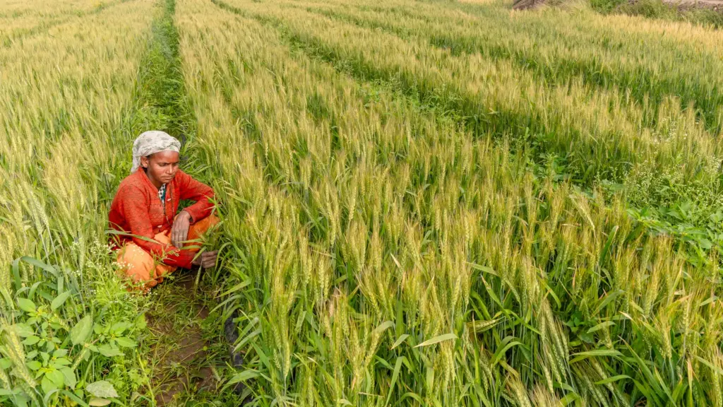 प्रतीकात्मक तस्वीर: खेती की लागत