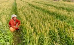 प्रतीकात्मक तस्वीर: खेती की लागत