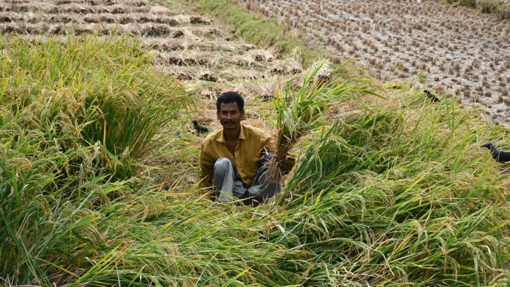 प्रतीकात्मक तस्वीर: बेमौसम बारिश