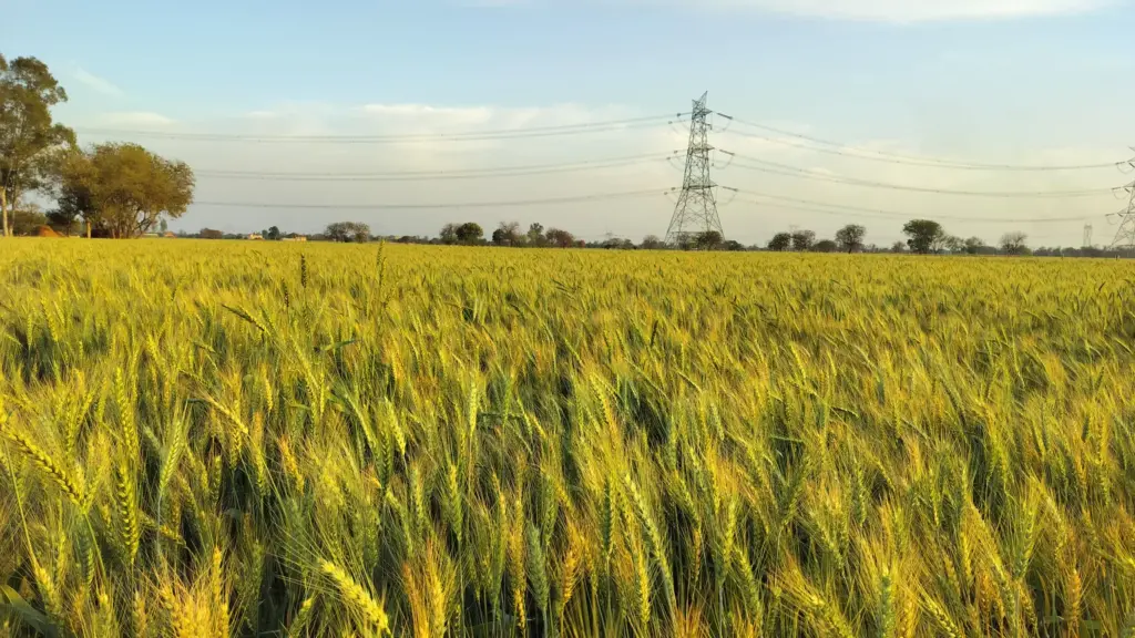 प्रतीकात्मक तस्वीर: हरियाणा में गेहूं बिजाई
