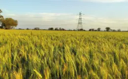 प्रतीकात्मक तस्वीर: हरियाणा में गेहूं बिजाई