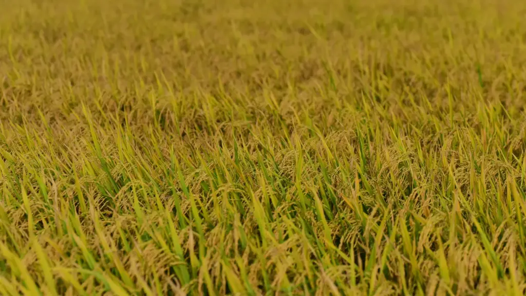 प्रतीकात्मक तस्वीर: इटकी मौसम समाचार