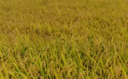 प्रतीकात्मक तस्वीर: इटकी मौसम समाचार