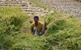 प्रतीकात्मक तस्वीर: कटियारी में बेमौसम बारिश