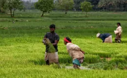 प्रतीकात्मक तस्वीर: केरल कृषि मौसम
