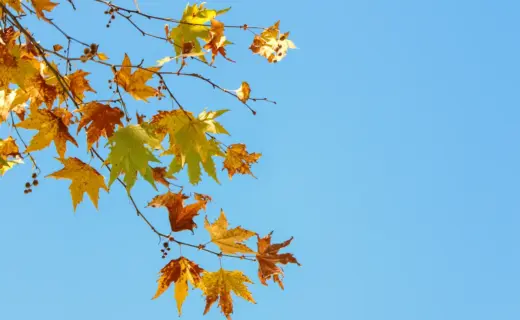 प्रतीकात्मक तस्वीर: लखीसराय मौसम