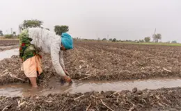 प्रतीकात्मक तस्वीर: नागपुर कृषि विभाग