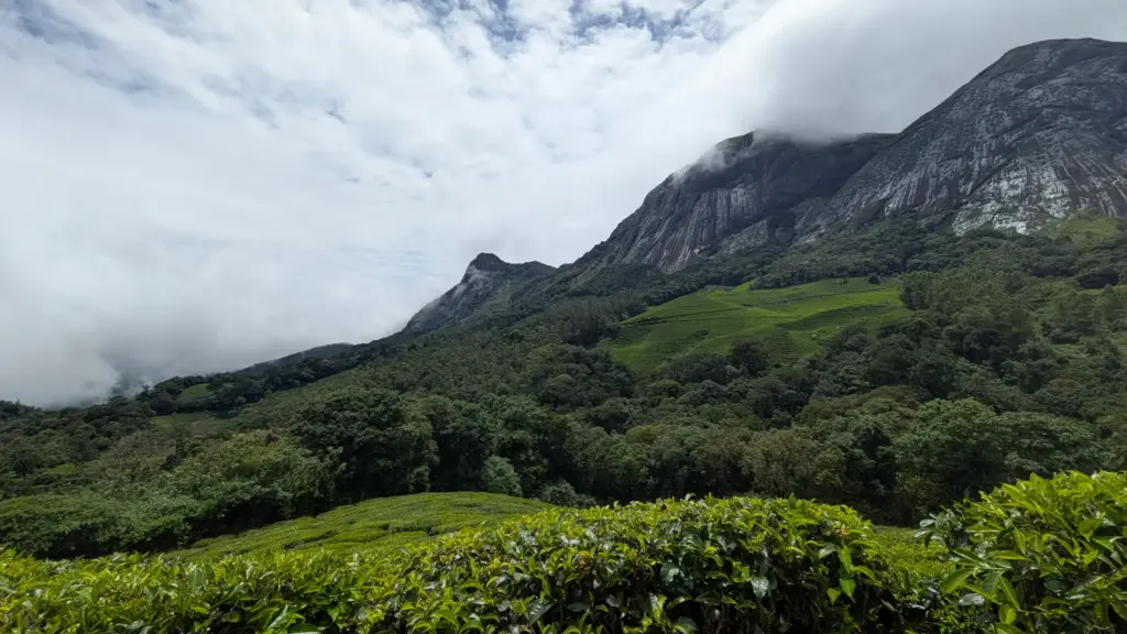 प्रतीकात्मक तस्वीर: नीलकुरिंजी का पुष्पन