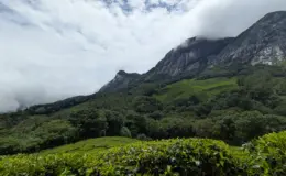 प्रतीकात्मक तस्वीर: नीलकुरिंजी का पुष्पन