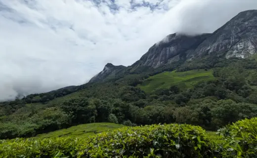 प्रतीकात्मक तस्वीर: नीलकुरिंजी का पुष्पन