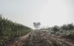 प्रतीकात्मक तस्वीर: पंजाब वेदर अपडेट