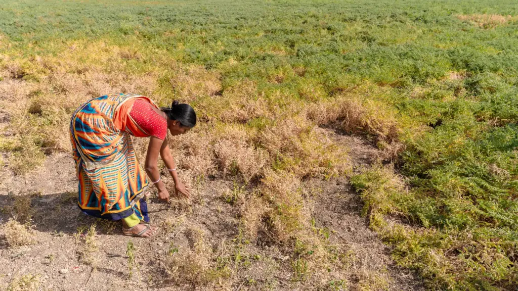 प्रतीकात्मक तस्वीर: रबी बुवाई