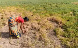प्रतीकात्मक तस्वीर: रबी बुवाई
